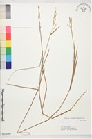 登錄號:S230787藏品圖，第1張