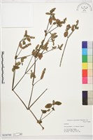 登錄號:S230795藏品圖，第1張