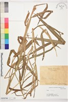 登錄號:S230798藏品圖，第1張