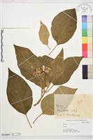 登錄號:S230801藏品圖，第1張