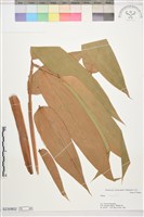 登錄號:S230802藏品圖，第1張