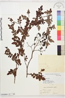 小金櫻、太魯閣薔薇藏品圖，第1張