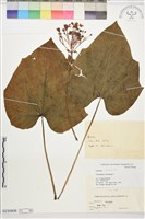 龍船花, 圓錐大青藏品圖，第1張