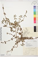 登錄號:S230807藏品圖，第1張