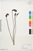 登錄號:S230809藏品圖，第1張