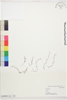 登錄號:S230810藏品圖，第1張