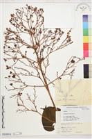 龍船花, 圓錐大青藏品圖，第1張