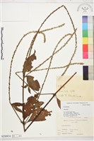 登錄號:S230814藏品圖，第1張