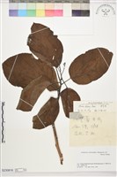 破布烏藏品圖，第1張