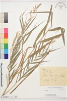 登錄號:S230817藏品圖，第1張