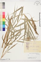 登錄號:S230818藏品圖，第1張