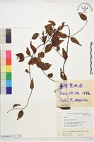 山素英藏品圖，第1張