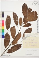 石楠、千年紅藏品圖，第1張