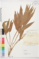 登錄號:S230823藏品圖，第1張