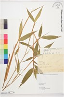登錄號:S230826藏品圖，第1張