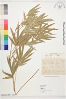 蓬萊竹、孝順竹、觀音竹藏品圖，第1張