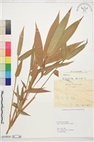 登錄號:S230830藏品圖，第1張