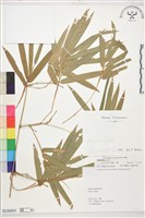 登錄號:S230831藏品圖，第1張