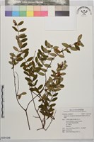 清水金絲桃藏品圖，第1張