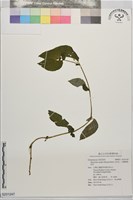 玉玲花、台灣異葉苣苔藏品圖，第1張