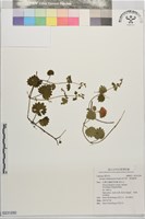 鈴木草、假馬蹄草藏品圖，第1張