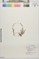 二裂唇莪白蘭藏品圖，第1張