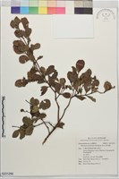蚊母樹藏品圖，第1張