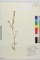 基隆蠅子草 藏品圖，第1張