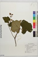 周毛懸鉤子藏品圖，第1張