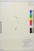 鉛色狸藻藏品圖，第1張