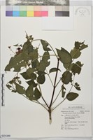 野鴉椿藏品圖，第1張
