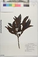 山紅柿藏品圖，第1張