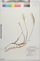 大穗茅根藏品圖，第1張