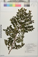 紅仔珠藏品圖，第1張