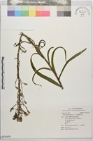 鵝仔草藏品圖，第1張