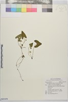臺北菫菜藏品圖，第1張