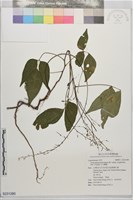 小山螞蝗藏品圖，第1張