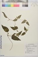 臺灣肺形草藏品圖，第1張
