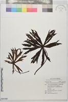 臺灣破傘菊藏品圖，第1張