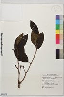 南五味子藏品圖，第1張