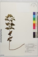 臺灣澤蘭藏品圖，第1張