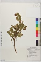 小葉魚藤藏品圖，第1張