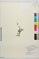 陌上草藏品圖，第1張