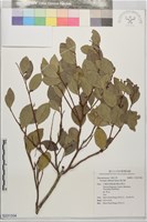 魯花樹藏品圖，第1張