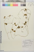 小豇豆藏品圖，第1張