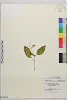 雙心皮草、光萼唇柱苣苔藏品圖，第1張