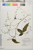 穿山龍藏品圖，第1張
