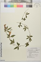 掌葉姬旋花藏品圖，第1張