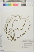 土丁桂藏品圖，第1張