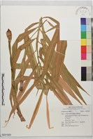 登錄號:S231323藏品圖，第1張